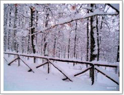 bosco Difesa in inverno