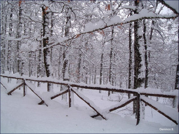 bosco Difesa con la neve