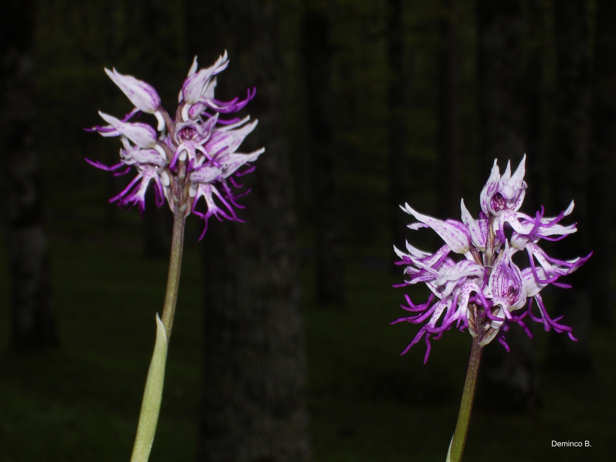 bosco Difesa: orchidee