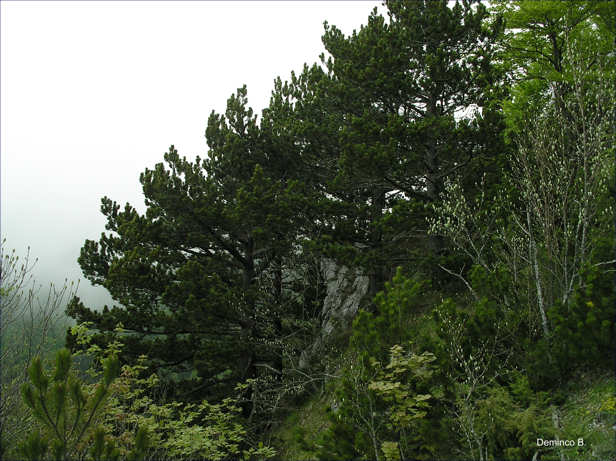 monte Capillo: pini loricati