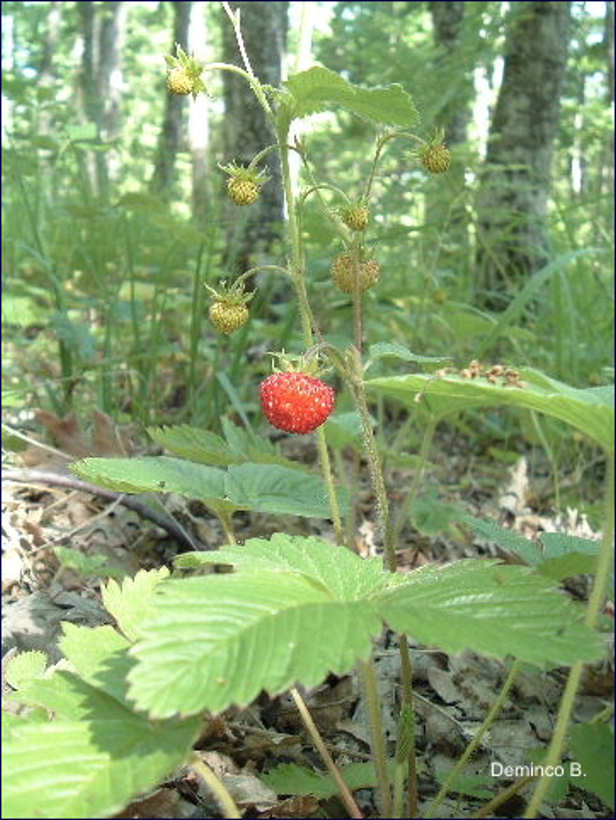 Monte Nandiniello: frutti di bosco