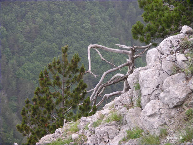 monte Zàccana: pini loricati